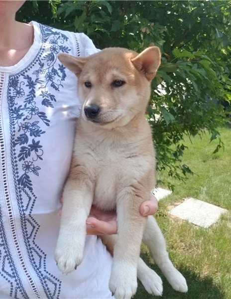 Regalo Cuccioli di Shiba inu  in pronta consegna i cuccioli verranno Dato dopo 90 giorni dalla nasci