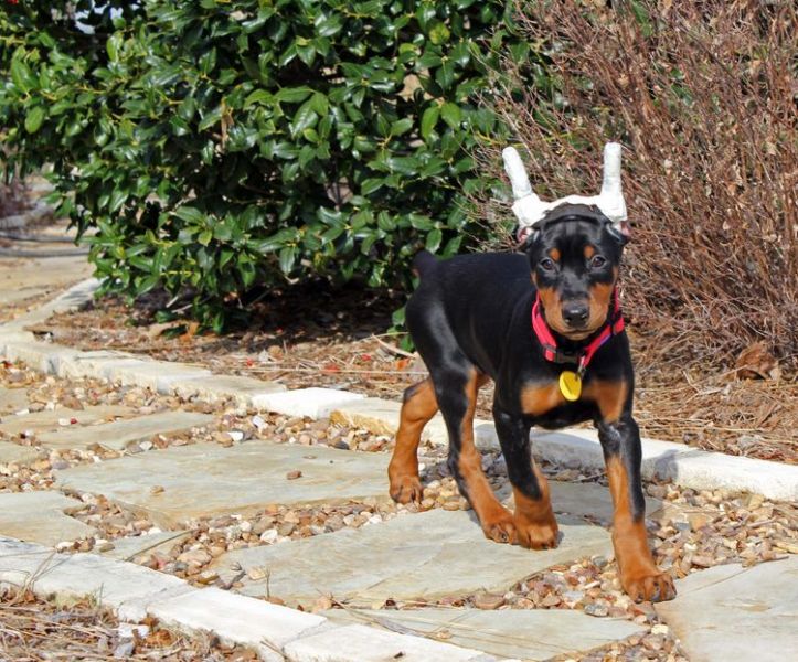 Vendesi cuccioli di dobermann