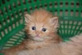 5 gattini persiano disponibili per una nuova casa