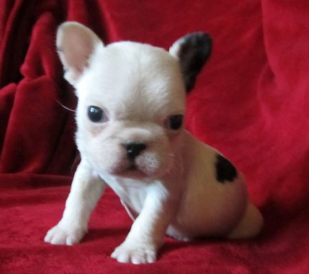 Bulldog francese pura razza.