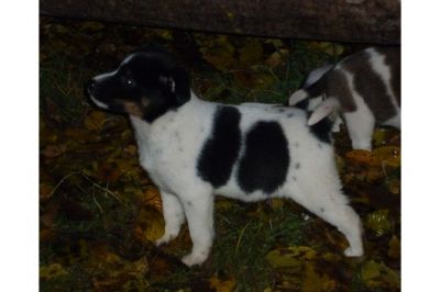 CUCCIOLI JACK RUSSELL