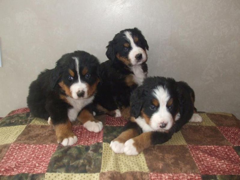 Cuccioli bovaro del bernese in Regalo
