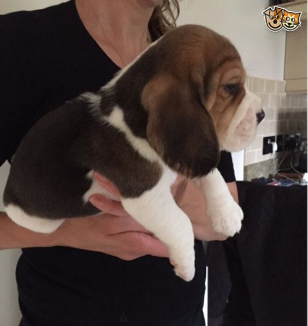 Regalo Beagle  cuccioliato disponibili