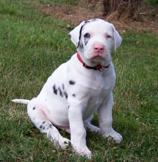  Regalo adorabili cuccioli Alano 