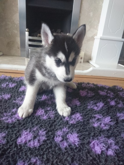 Regalo Siberian Husky cuccioli, maschio e femmina