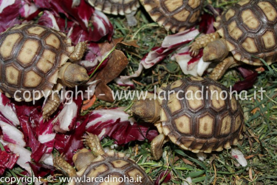 Tartarughe terrestri