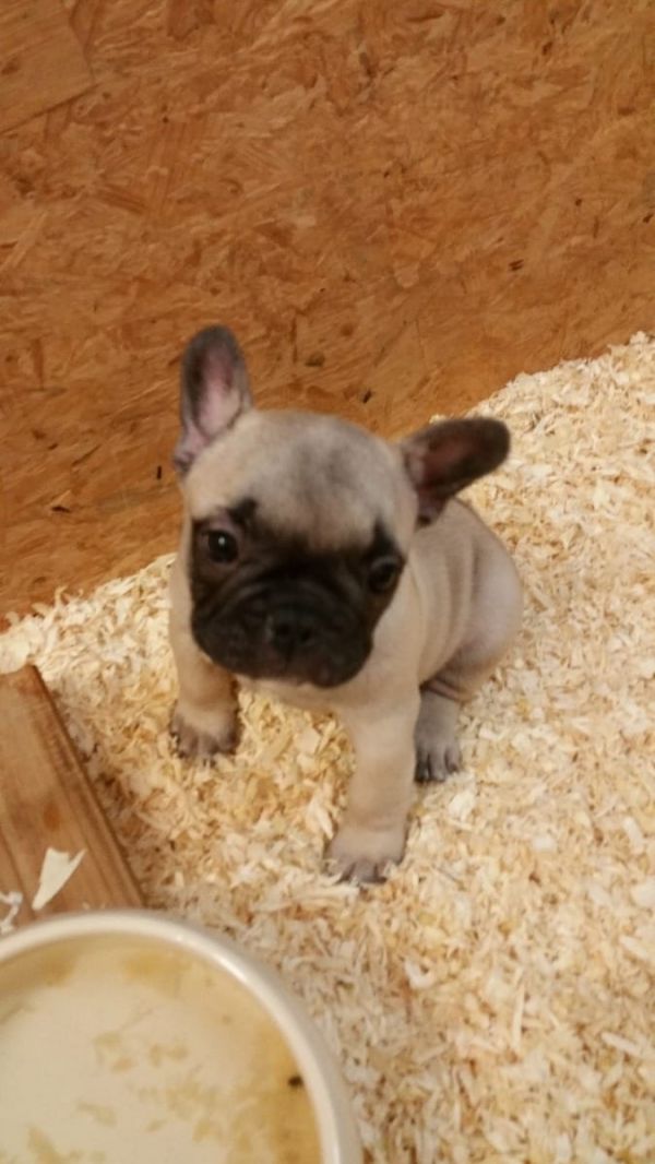  Adorabili cuccioli di Bulldog Francese femminucce e maschietti disponibili per l'adozione gratuita