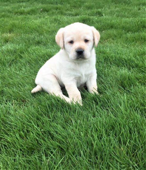 Regalo Labrador Disponiamo di una cucciolata di Labrador, i cuccioli verranno Dato dopo 90 giorni da