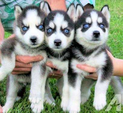 Occhi azzurri cuccioli husky siberian