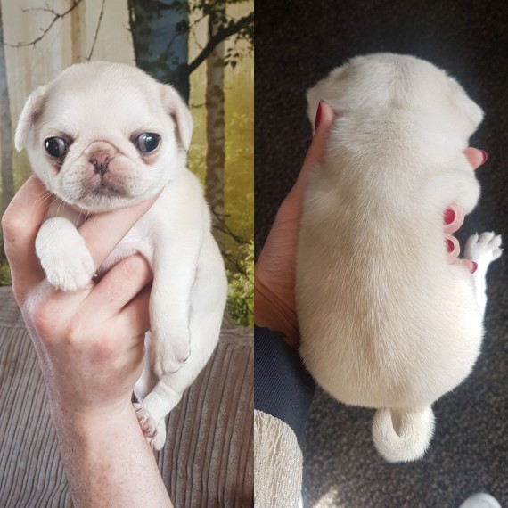  REGALO Cuccioli carlino Ciao siamo un piccolo allevamento amatoriale abbiamo a disposizone degli sp