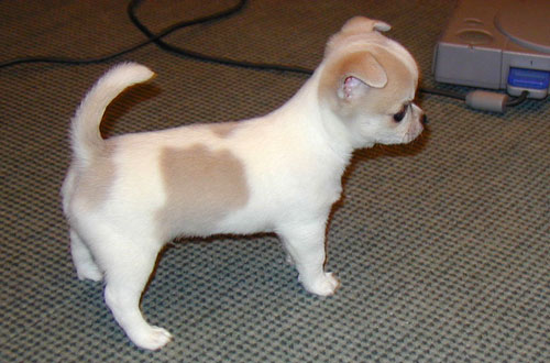 @@REGALO CHIHUAHUA DISPONIBILI SIA MASCHIETTI CHE FEMMINUCCE@@  Regalo chihuahua mini toy tutti miei