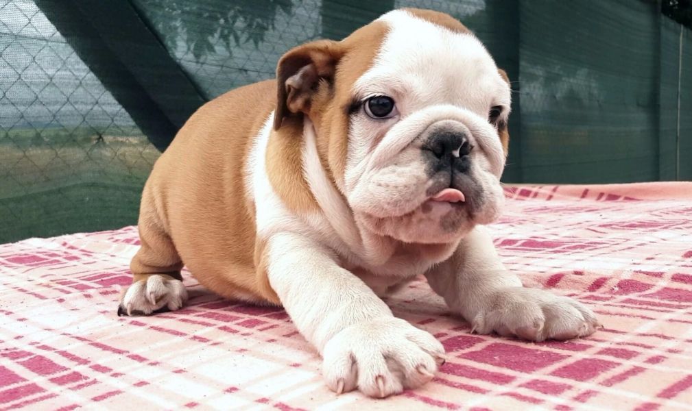  cuccioli di bulldog inglise  ( per regalo )