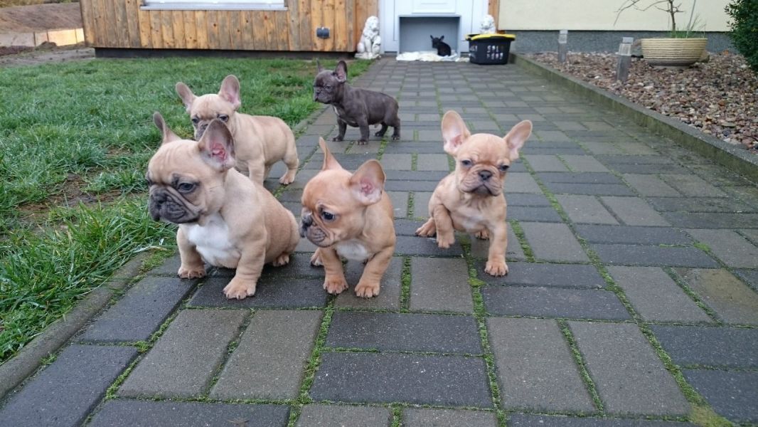   regalo cuccioli di Bulldog Francese disponibili per l'adozione