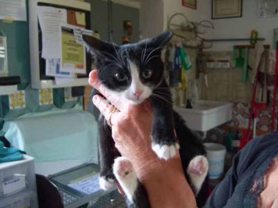 Lola giovane gattina cerca famiglia