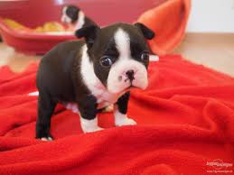 Bella Boston Terrier Maschio e Femmina Cuccioli
