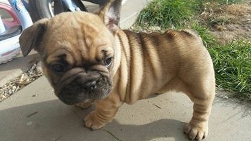 REGALO Cuccioli di Bulldog Francese