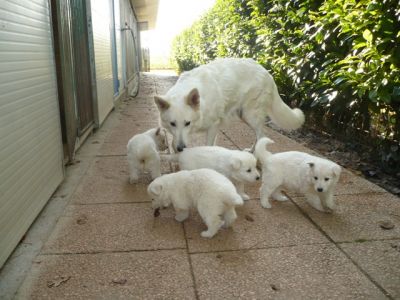 Pastore Svizzero Bianco (cuccioli)