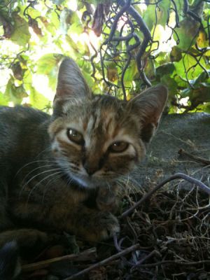 Liu vivace gattina cerca casa