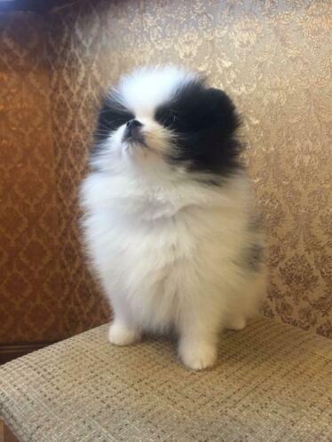 Spitz pomerania,,