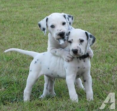 Dalmata