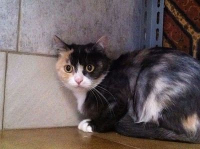Dharma micia buona ed affettuosa, felv+