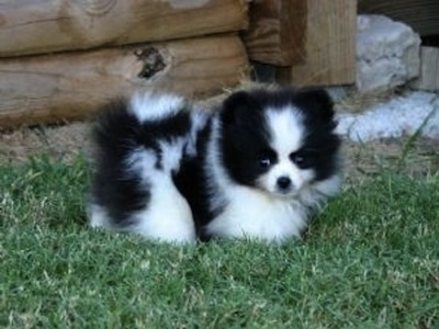 Cuccioli di Volpino Pomerania