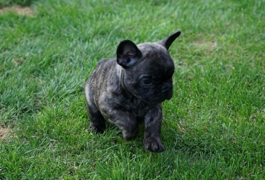  Maschio e femmina adorabile bulldog francese  cuccioli disponibili per l'adozione