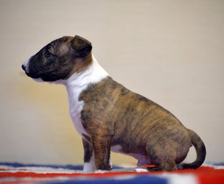  cuccioli di bull terrier  per adozione ( maschio e femmina )