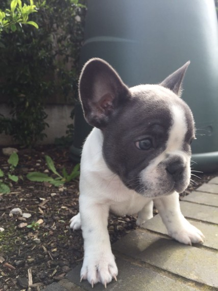 REGALO Cuccioli di Bulldog Francese