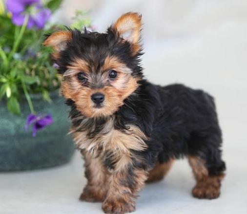  regalo yorkshire cuccioli disponibile per l adozione 