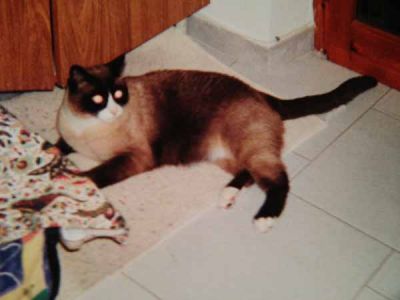Micio gatto simil siamese