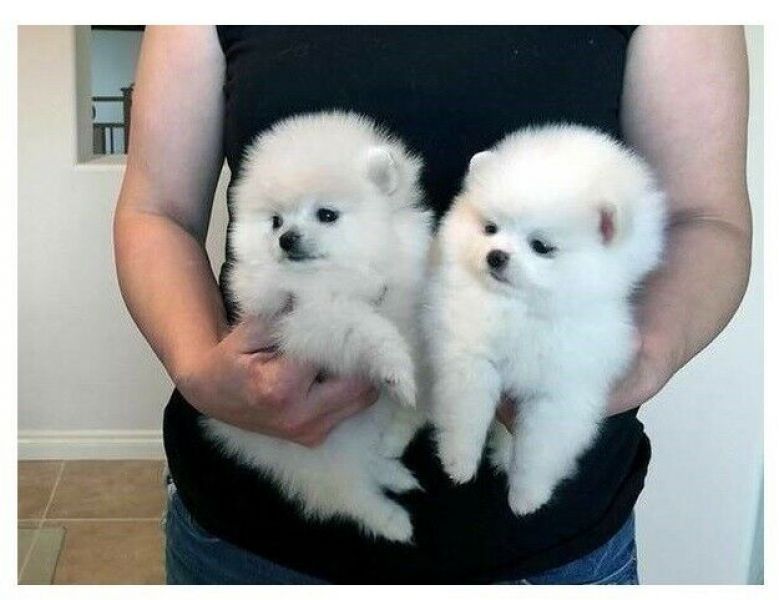 Regalo Cuccioli di Pomerania in adozione !!!
