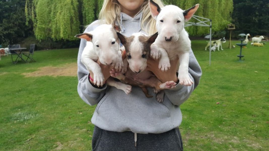  adorabili cuccioli di bull terrier in regalo