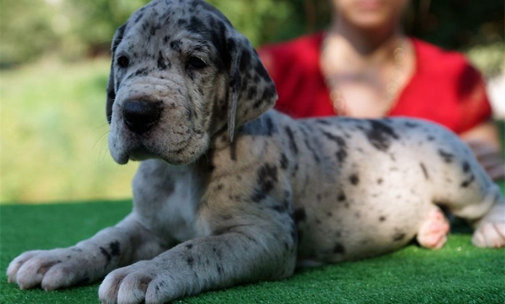 Regalo adorabili cuccioli Alano femminucce e maschietti disponibili