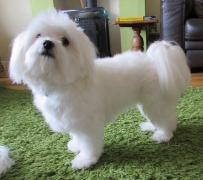 Regalo cuccioli di maltese per l'adozione