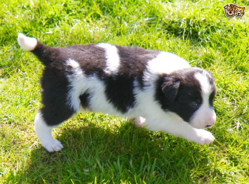 Adorabili cuccioli di border collie femminucce e maschietti disponibili .