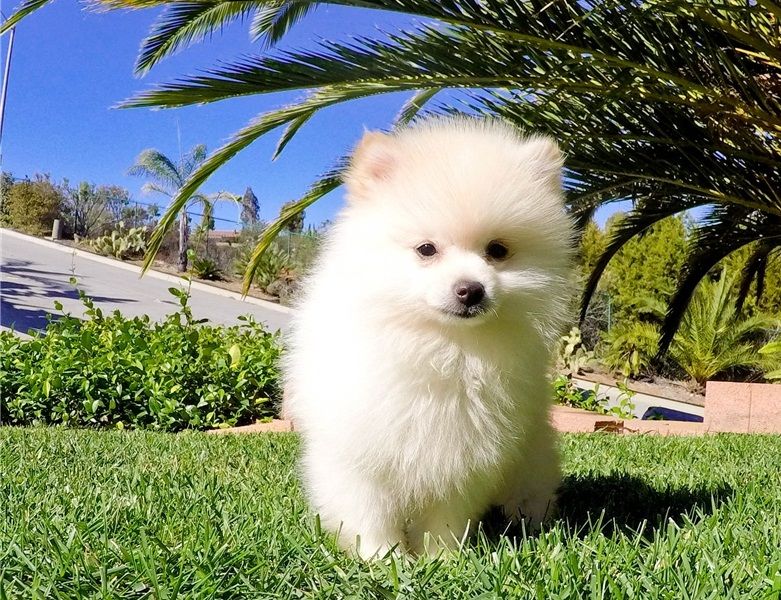  regalo cuccioli di volpino pomerania disponibili per l'adozione