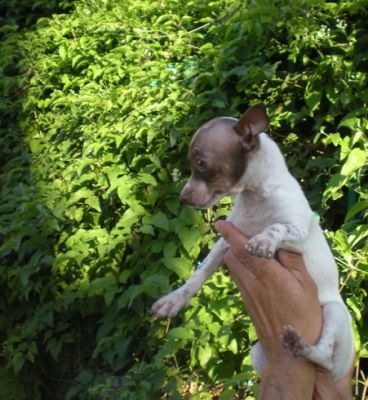 CHIHUAHUA  FEMMINA