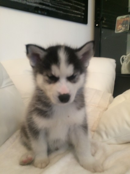 Regalo cuccioli Siberian Husky Maschio e Femmina Abbiamo disponibili