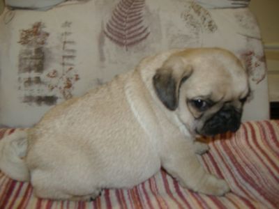 Pug cuccioli maschio e femmina per la vendita.