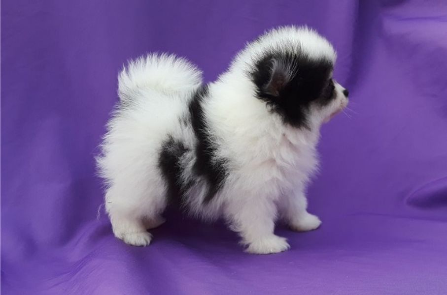 Regalo Cuccioli di volpino di pomerania Pomerania maschi e femmine, vaccinati sverminati e con micro