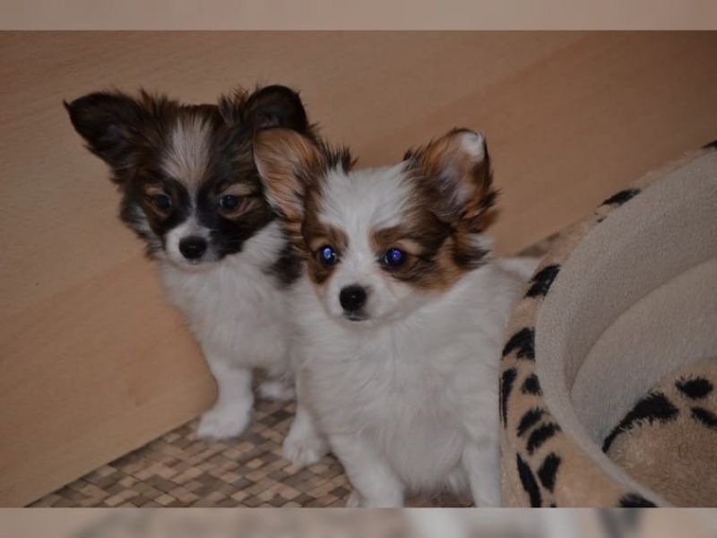 Voglio ri-casa il mio cucciolo di papillon di pura razza 
