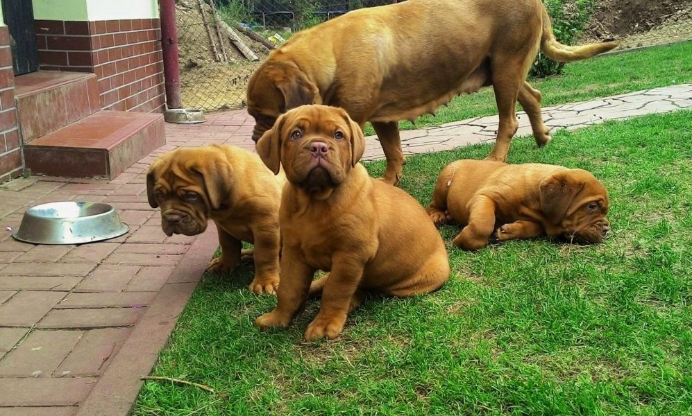 Molto bella e sani  cuccioli di dogue bordeaux  per adozione maschi e femmine disponibili (gratis) 