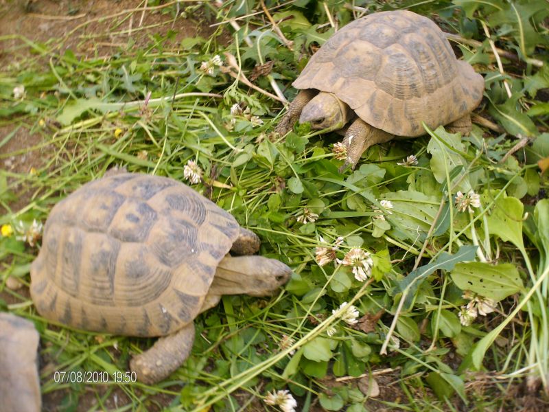 <tartarughe terrestri