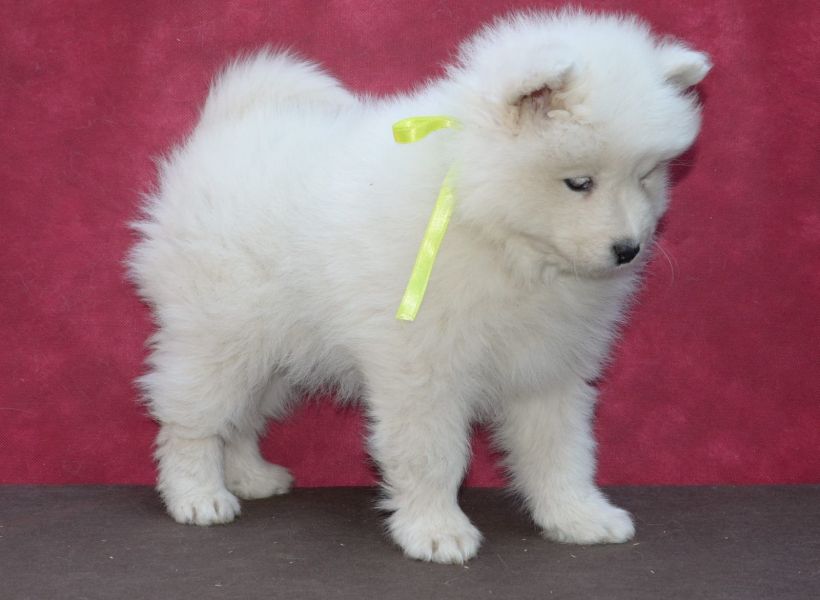  regalo cuccioli di samoiedo disponibili per l'adozione