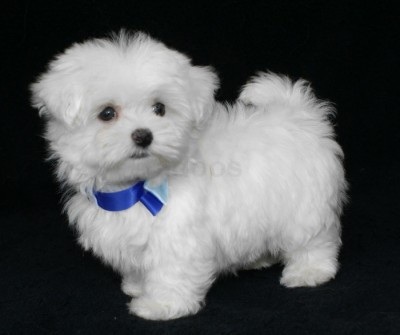 Dolci cuccioli Maltese per l'adozione.