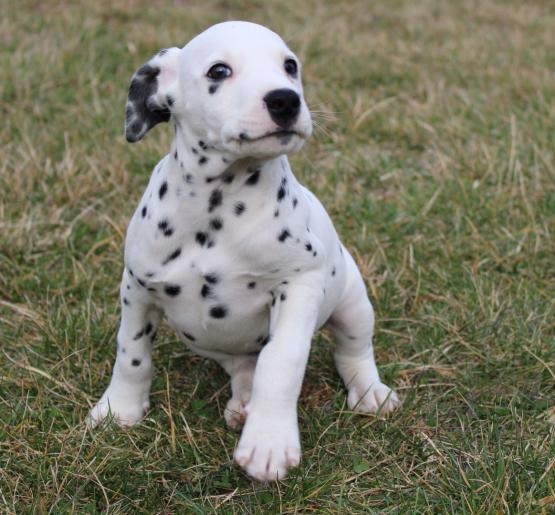  Regalo Dalmata Disponiamo di una cucciolata di Dalmata , i cuccioli verranno Dato dopo 90 giorni da