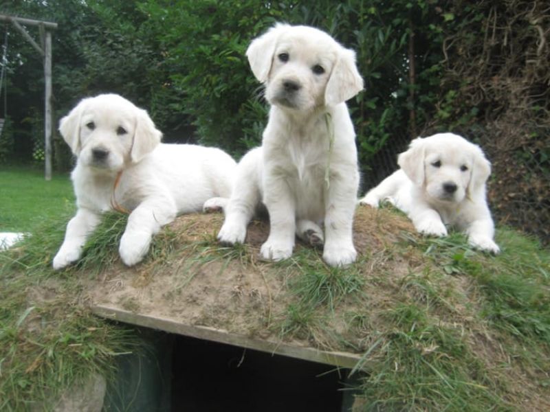 REGALO Golden retriver cuccioli