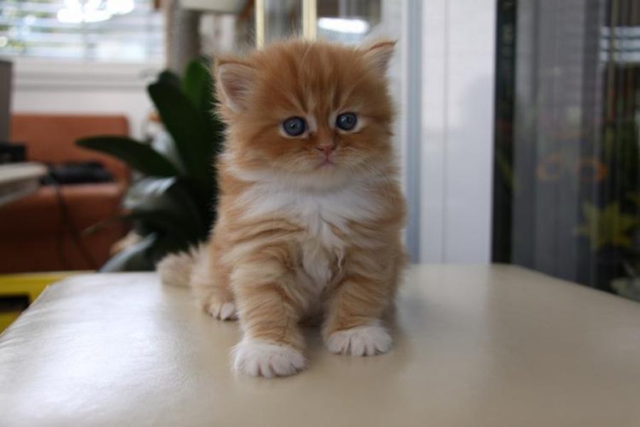 Bellissimi cuccioli persiani in regalo