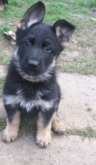 Regalo adorabili cuccioli pastore australiano femminucce e maschietti